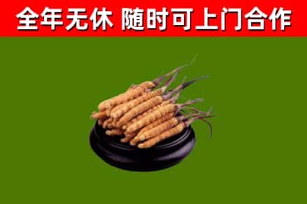 九原区回收散虫草